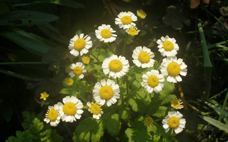 Flowers - flowers, beautiful, white, yellow