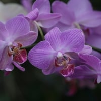 orchids