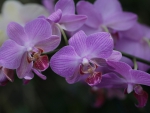 orchids