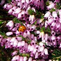 Ladybird on flowers