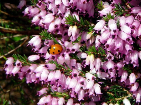 Ladybird on flowers - flowers, lilac, ladybird, summer