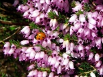 Ladybird on flowers