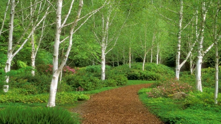 Green Forest - nature, forests, path, trees