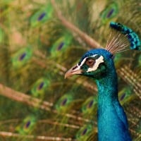 Peacock