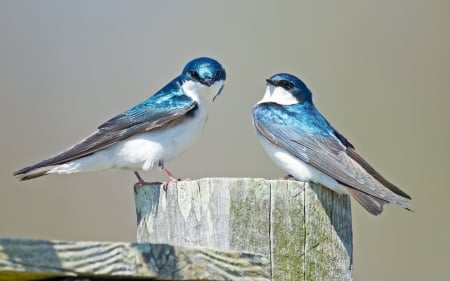 Swallows - white, randunici, blue, swallows, cute, bird