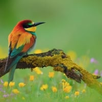 Golden Bee Eater