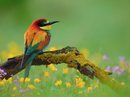 Golden Bee Eater - flowers, branches, animal, poultry, golden, bee eater