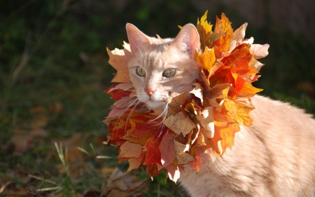 Cat - animal, cat, leaf, orange, autumn