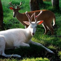 Albino deer