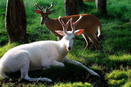 Albino deer - animals, deer, albino, rare