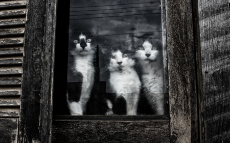 Curiosity - white, animal, black, cat, window