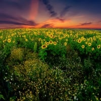 Sunflowers evening