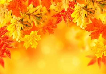 Autumn Leaves - fall, autumn, yellow, leaves, orange