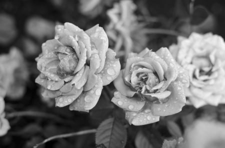 Roses - roses, beautiful, black and white, flowers, drops