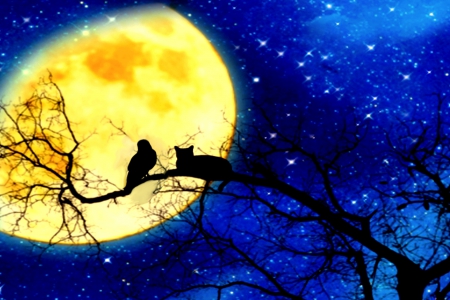 MOON WATCHERS - sky, bird, cat, moon, tree, stars, branch