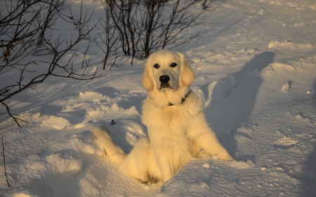 Hide and Seek - Dog, Animals, Snow, Nature