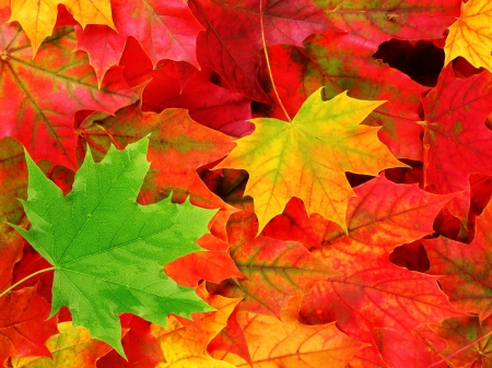 Bright Autumn Leaves - leaves, nature, fall, autumn