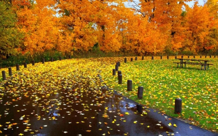 Autumn Road - nature, autumn, wet leaves, trees, leaves, road