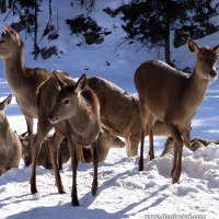 Beautiful Deer