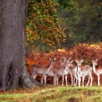 Deer Family