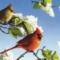 Cardinals in White Lilacs F