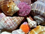 Colorful Seashells