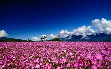 * Field of cosmos * - nature, field, flowers, cosmos