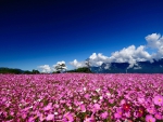 * Field of cosmos *