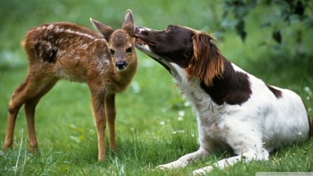 dog licking fawn - fawn, deer, dog, grass