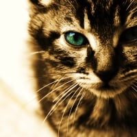 green eyes kitten