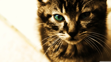 green eyes kitten - green, cat, eyes, kitten