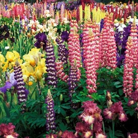 Holly Hocks
