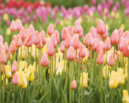 Tulip Garden - tulips, all colours, garden