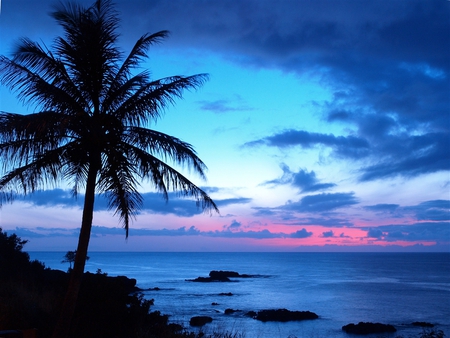 Sunset Palm - nature, beaches, ocean, palm tree, beautiful, tropical, sunset, exotic