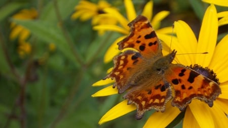 Butterfly - nature, butterfly, butterflies