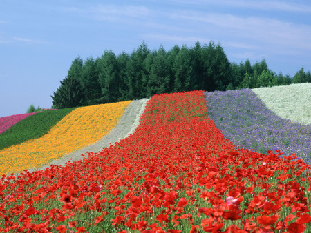 japanese nature - beauty, colors, flowers, japan