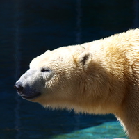 Inquisitive Polar Bear