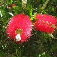 Red Bottle Brush Flower