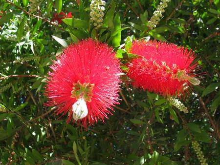 Red Bottle Brush Flower - bottlebrush shrub, australia, red flowers