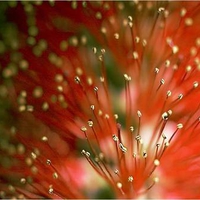 Beautiful Bottlebrush