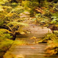 forest path