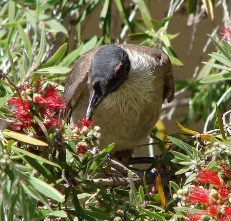 Bird eating flowers - bird, bottlebrush flowers, australia