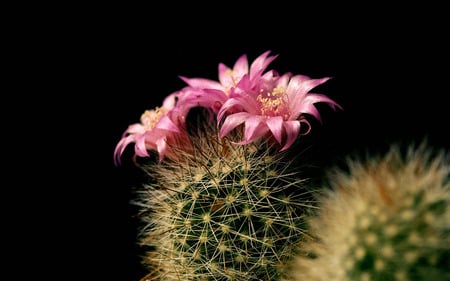 Cactus Flowers - cactus, pink flowers