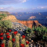 Claret Cup Cactus