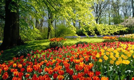 Exquisite Tulips - trees, garden, lawn, tulip flowers, park