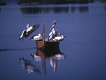 Pelicans on the lake