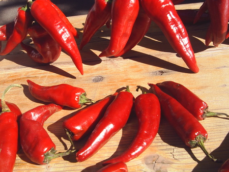 paprika - szeged, paprika