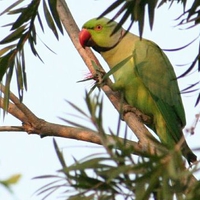 Green Parrot on Branch