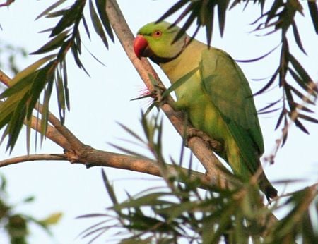 Green Parrot on Branch - australia, bottlebrush tree, green parrot