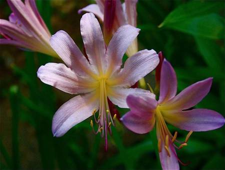 Pink Lilies - pink lily flowers, garden